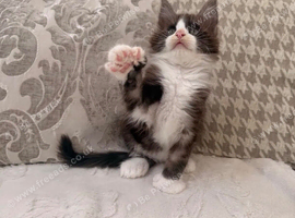Polydactyl Maine coon kitten