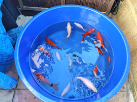 Goldfish medium &pound;5 large &pound;10 3-7 inch fish