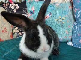 Male lionhead cross rabbits