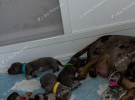 Miniature Dachshund Puppies