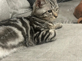 Stunning 14 week old silver tabby BSH