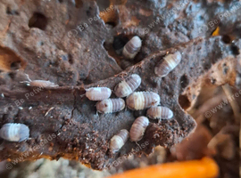 Isopods for sale
