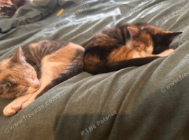 Beautiful kittens