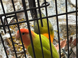 Bonded love birds for sale