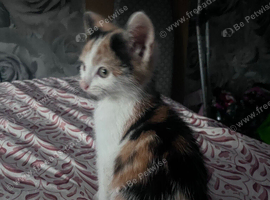 6 Adorable Tortie Mix Kittens