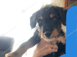 12 week old pup for sale