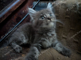 Adorable blue tabby Maine coon x