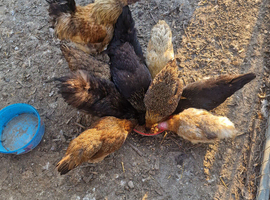 Silkie males and silkie crossed females