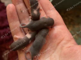 Pied African Pygmy dormice
