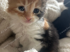 5 Long Hair Turkish Van Kittens