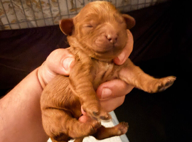 Gorgeous red cavapoo babies