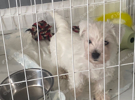 Westie pup