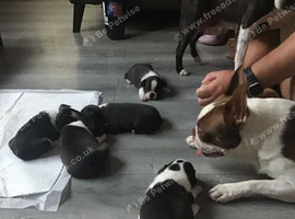 BEAUTIFUL LITTER OF 5 BOSTON TERRIERS