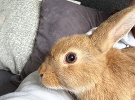 Male Lionhead x Lop