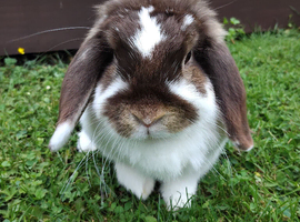 Purebred mini lop doe (girl