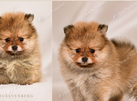 KC DNA SHORT MUZZLE MINIATURE POMERANIAN PUPPIES