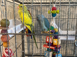 Indian ringnecks