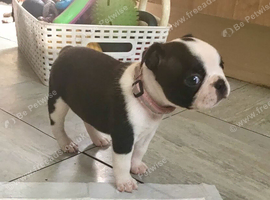 BEAUTIFUL LITTER OF 5 BOSTON TERRIERS