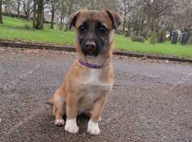 Female jack russell pup