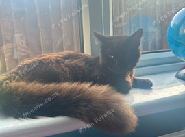 Beautiful mixed breed cat