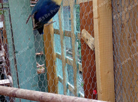Love birds 4 available