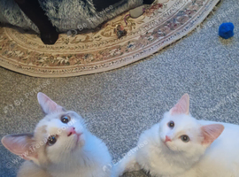 *Reduced*Flame point Ragdoll Kittens for sale