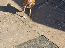 Beautiful chicken