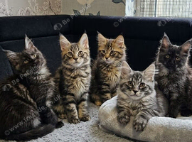 Maine Coon Kittens