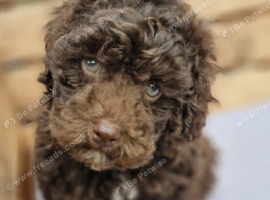 Gorgeous toy poodle puppys. Health tested parents