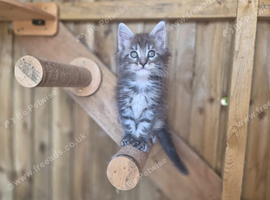 Beautiful Maine Coon Kittens