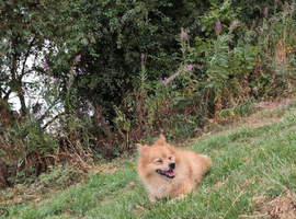 Male German Spitz (Benny)