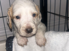 Stunning pure white brown ears cocopoo