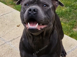 Ace our proven blue staffie