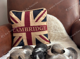 Beautiful Corgi Puppies