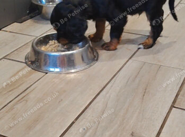 Black and tan pups