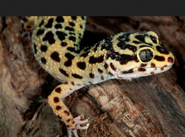 Lizard food