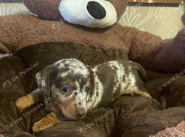 Lovely Miniature Dachshund Puppies