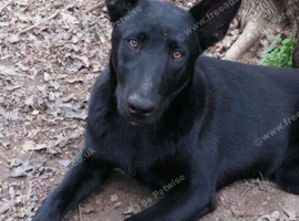 Dutch shepherd