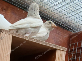 Wanted Albino Mexican house finches