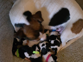 7 miniature jack russells