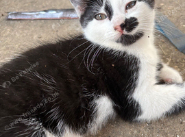 Black and white kittens