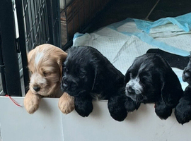 KC Registered Cocker Spaniels