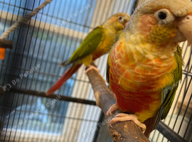 Proven, tested breeding pair of conures.