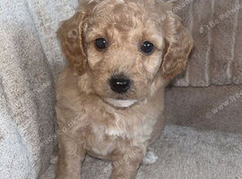 Red Cockapoo Puppies
