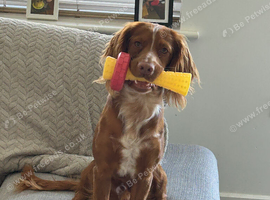 Red male cocker spaniel