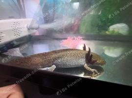 Axolotl available