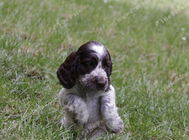 KC Registered Show Type Cocker Spaniel Puppies