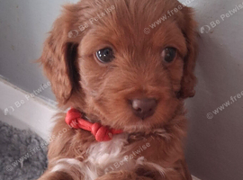Rare smaller Asian poodle cross deep red puppies
