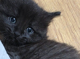 Kitten