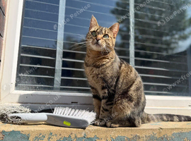 Beautiful female cat needs a loving home